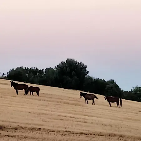 Red Cedar Ranch בית הארחה 3*